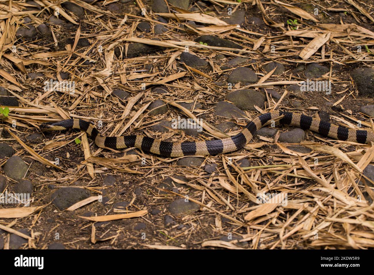 Serpente di krait bandito, Bungarus fasciatus, serpente altamente velenoso nel selvaggio Foto Stock