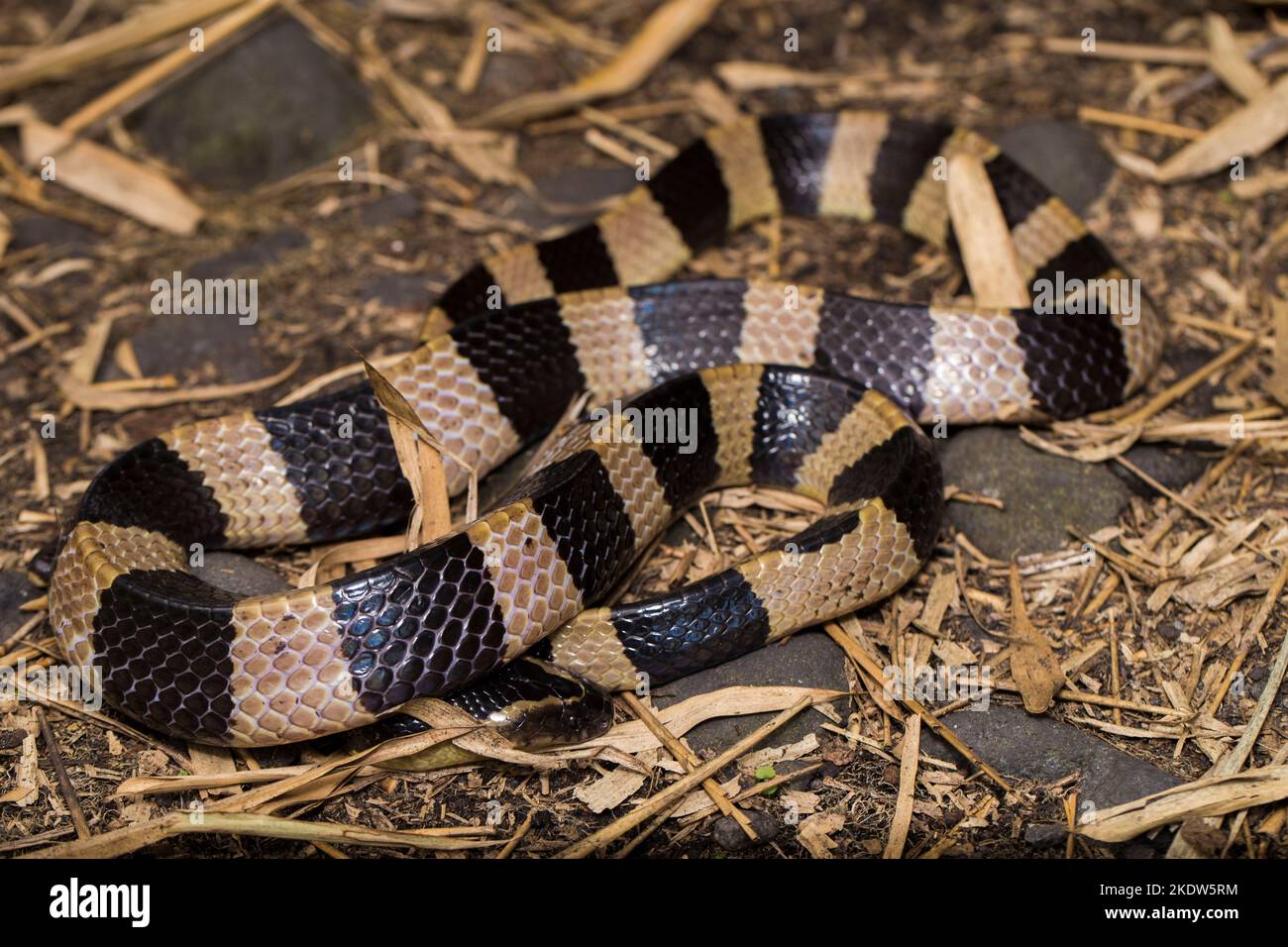Serpente di krait bandito, Bungarus fasciatus, serpente altamente velenoso nel selvaggio Foto Stock
