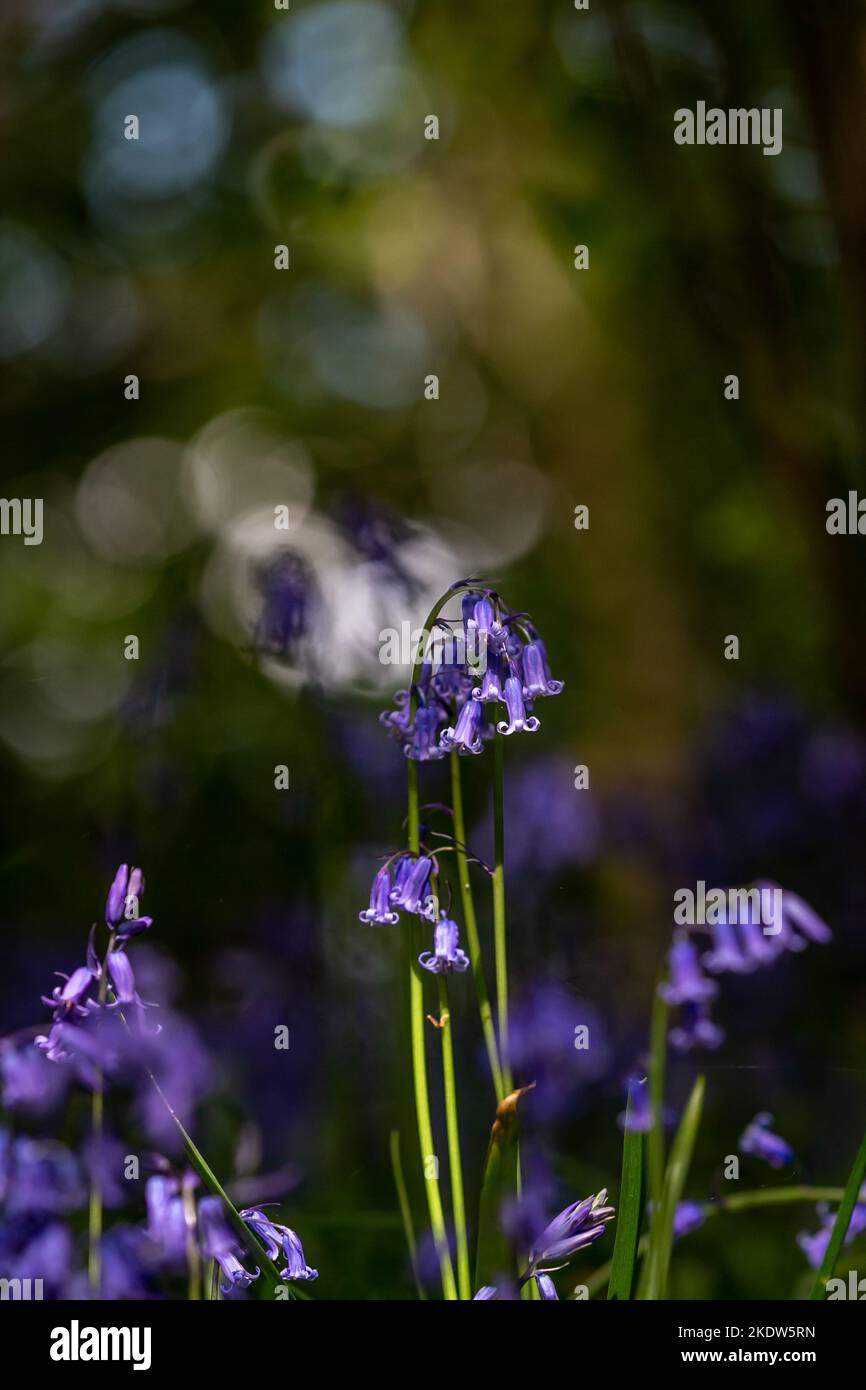 Un campanello alla luce del sole, in una giornata di primavera Foto Stock