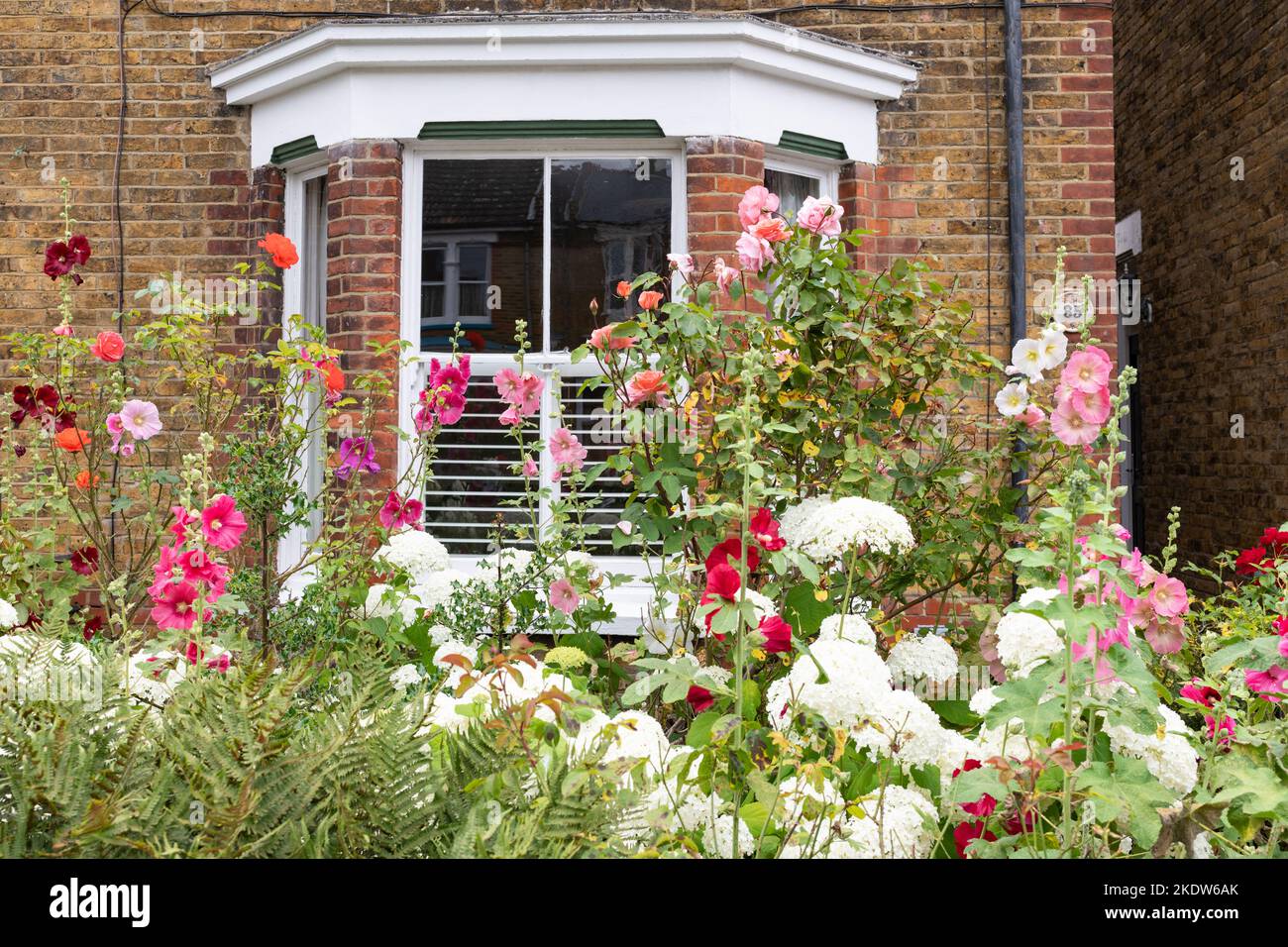 Piccolo giardino di fronte pieno di fiori colorati tra cui rose, hollyhocks e ortensie a Faversham, Kent, Inghilterra, Regno Unito Foto Stock