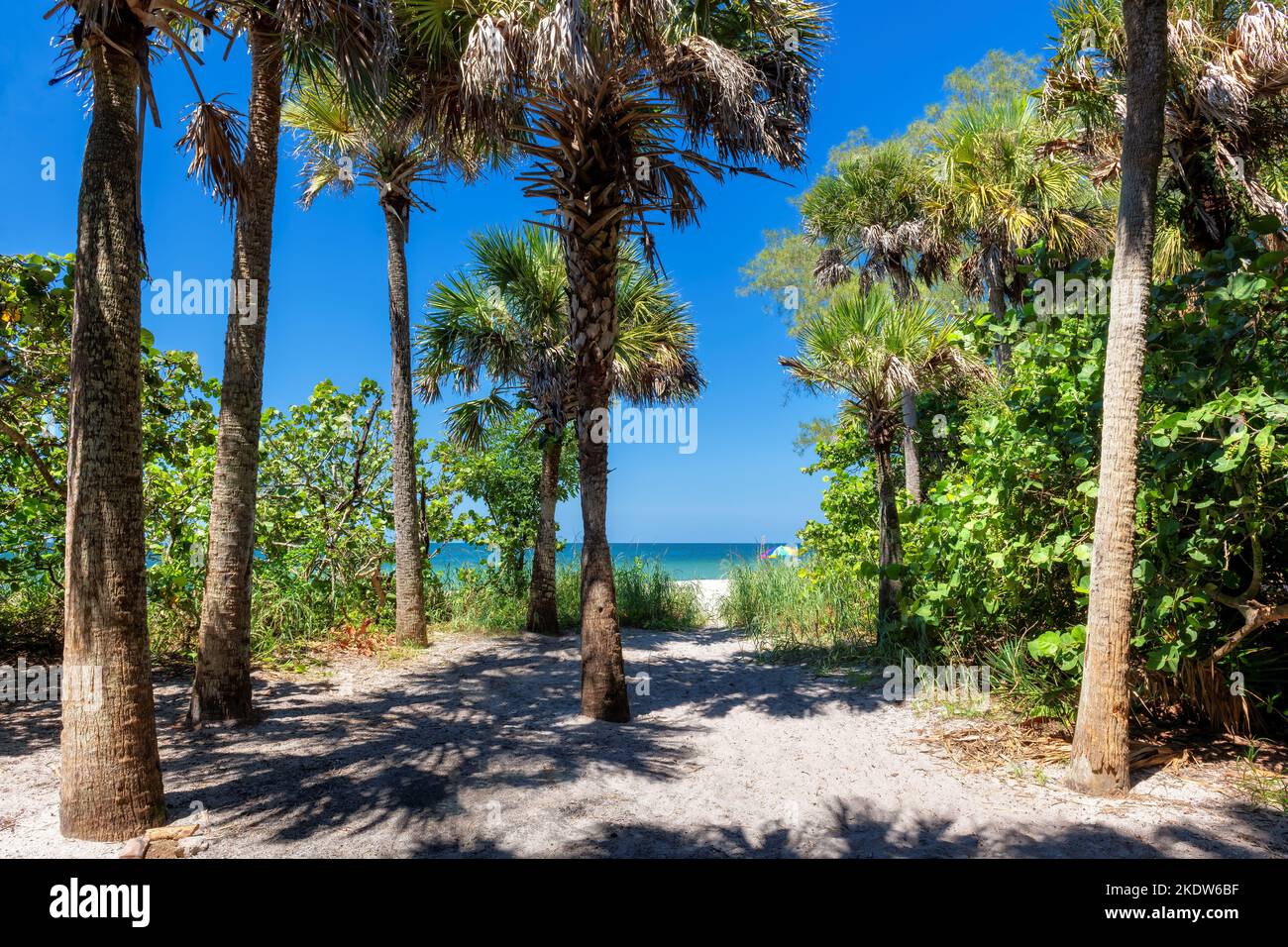 Alberi di palma durante il giorno di sole in bella spiaggia tropicale in isola paradisiaca in Florida Keys. Foto Stock