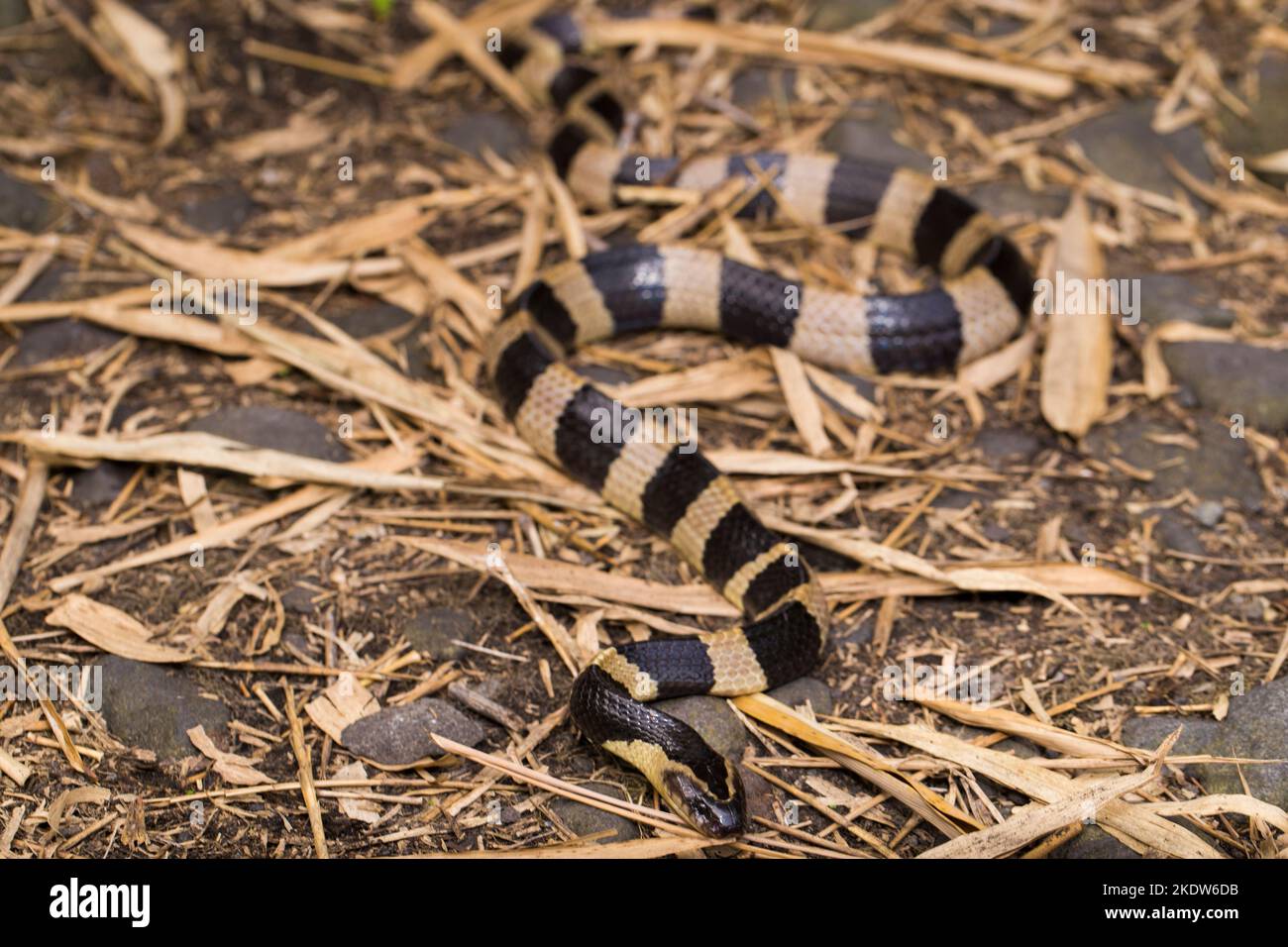 Serpente di krait bandito, Bungarus fasciatus, serpente altamente velenoso nel selvaggio Foto Stock