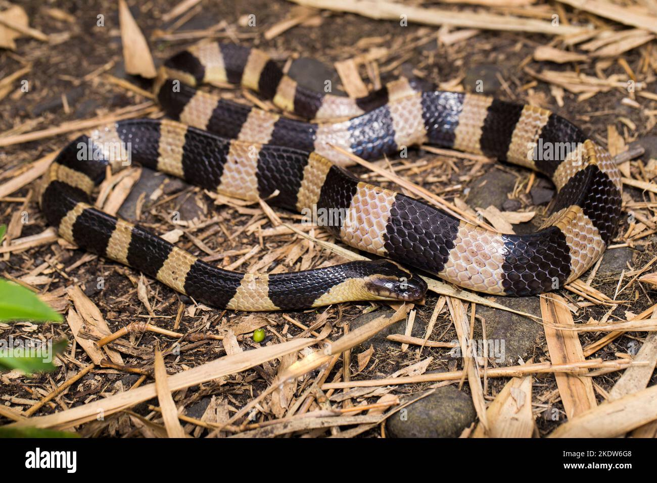 Serpente di krait bandito, Bungarus fasciatus, serpente altamente velenoso nel selvaggio Foto Stock
