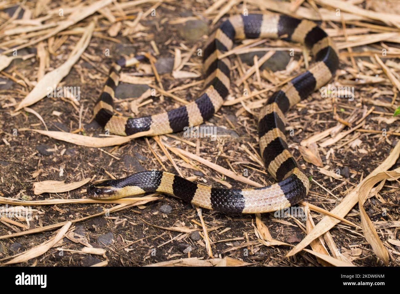 Serpente di krait bandito, Bungarus fasciatus, serpente altamente velenoso nel selvaggio Foto Stock