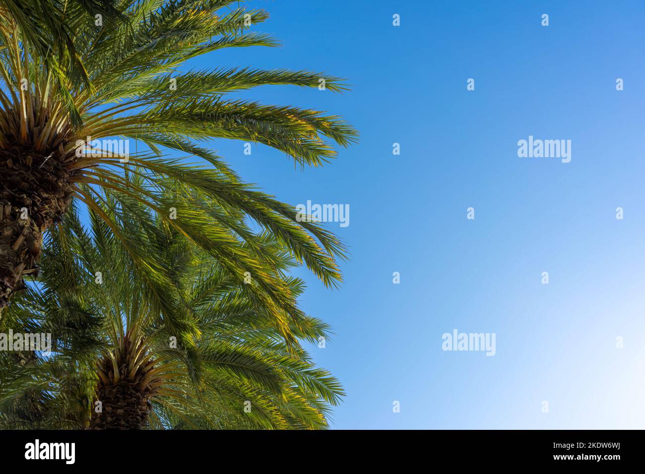 Alberi di palma con un cielo blu chiaro e spazio di copia Foto Stock