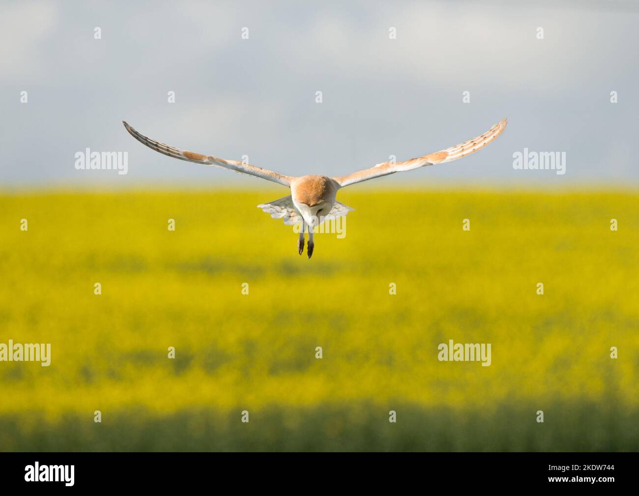 Fienile che si agguantano sui campi del Northumberland in primavera Foto Stock