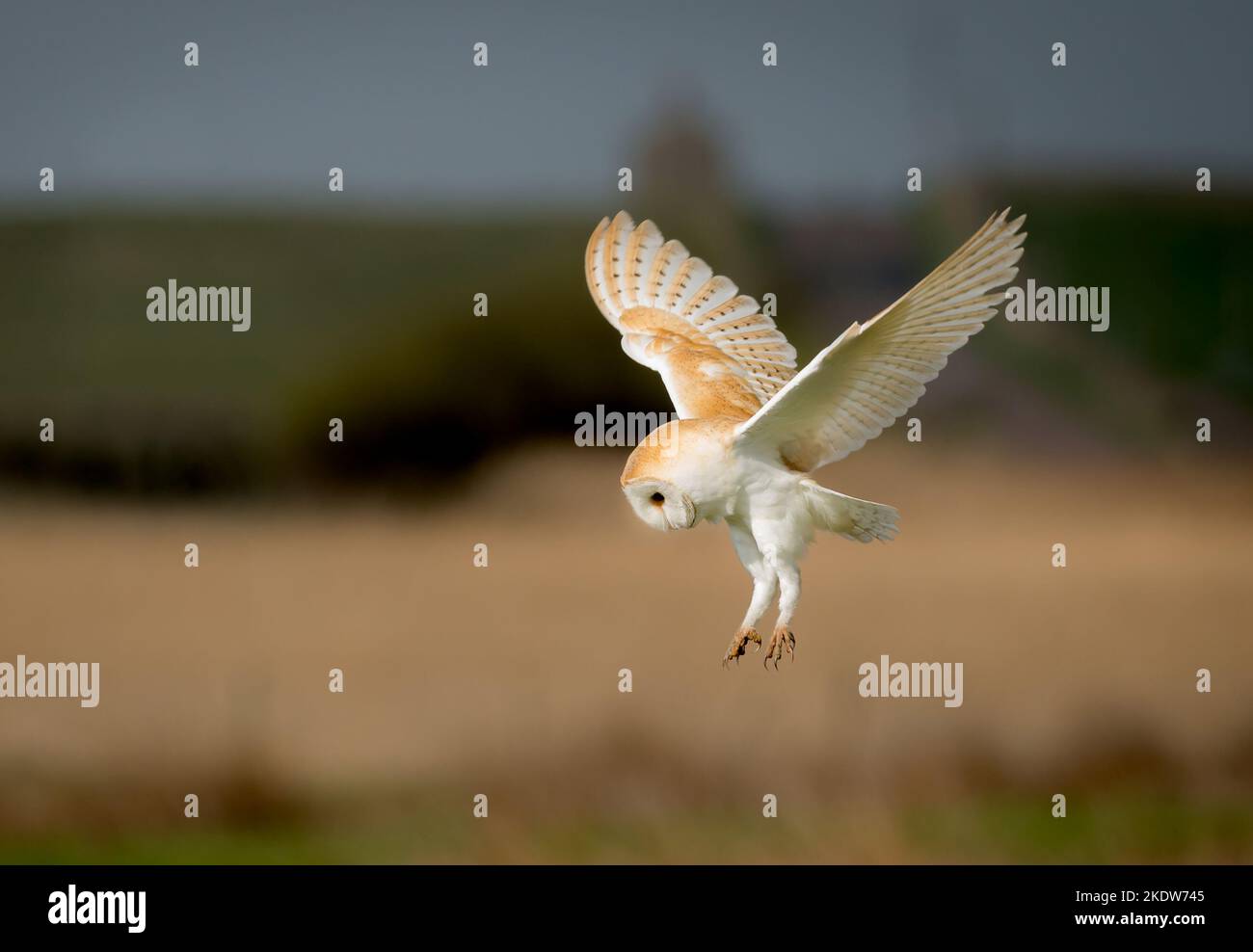 Fienile che si agguantano sui campi del Northumberland in primavera Foto Stock