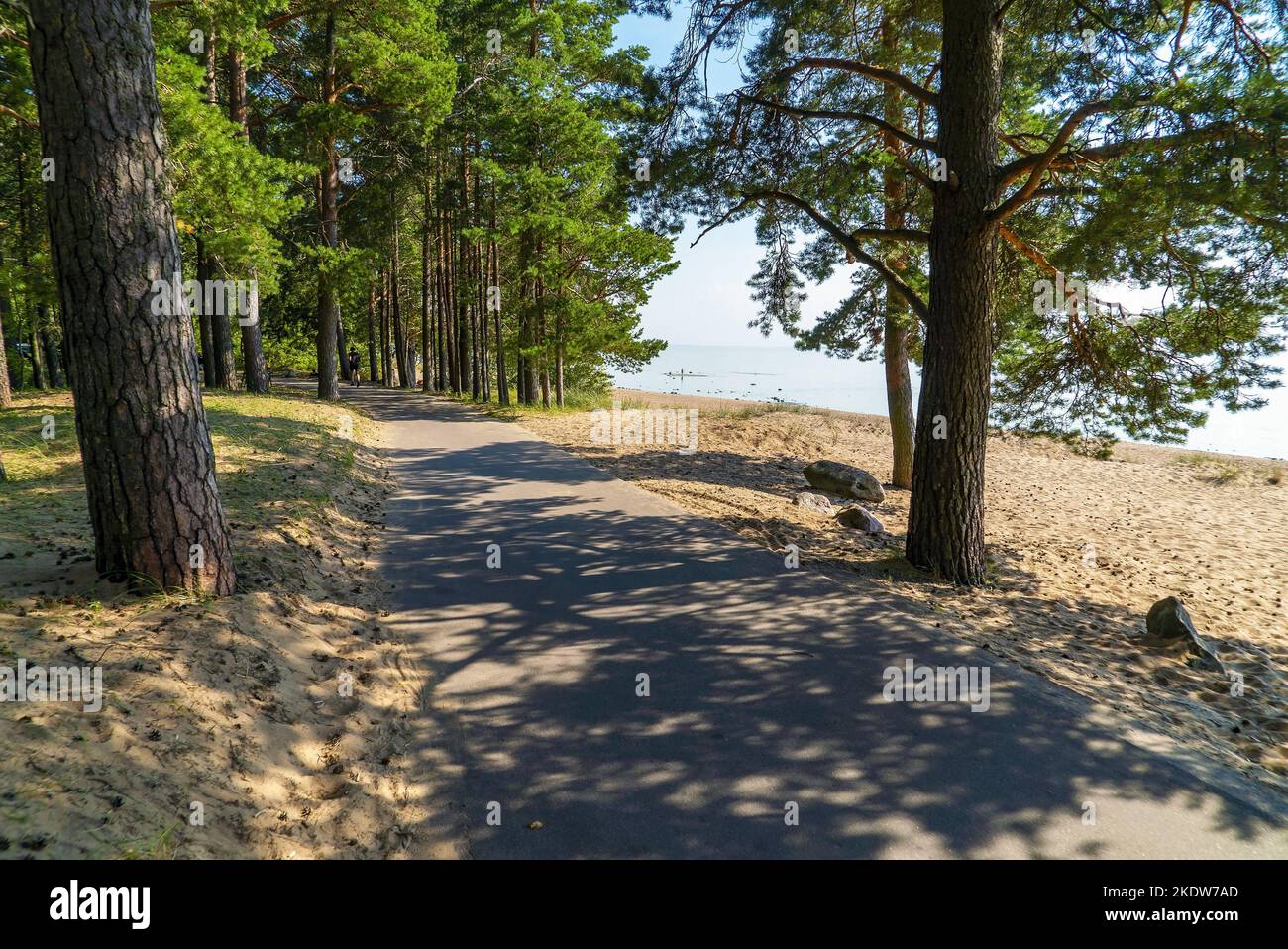 La costa del Golfo di Finlandia vicino al villaggio di Komarovo. San Pietroburgo. Foto Stock
