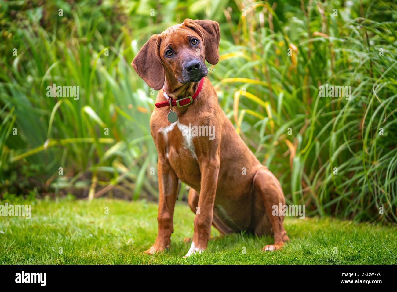 Cucciolo di Rhodesiano Ridegback di sei mesi con inclinazione della testa guardando la macchina fotografica, fawn a colori. super carino. Foto Stock
