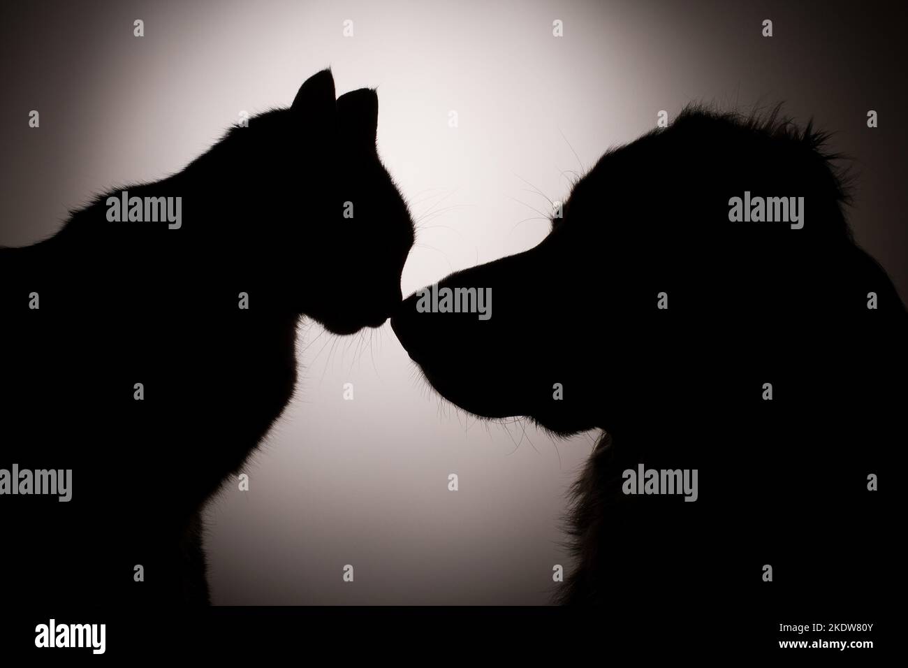 cane e gatto Foto Stock