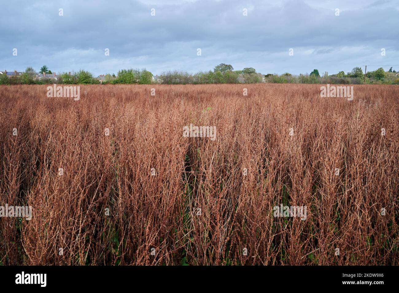 Campo piatto sotto cielo nuvoloso Foto Stock