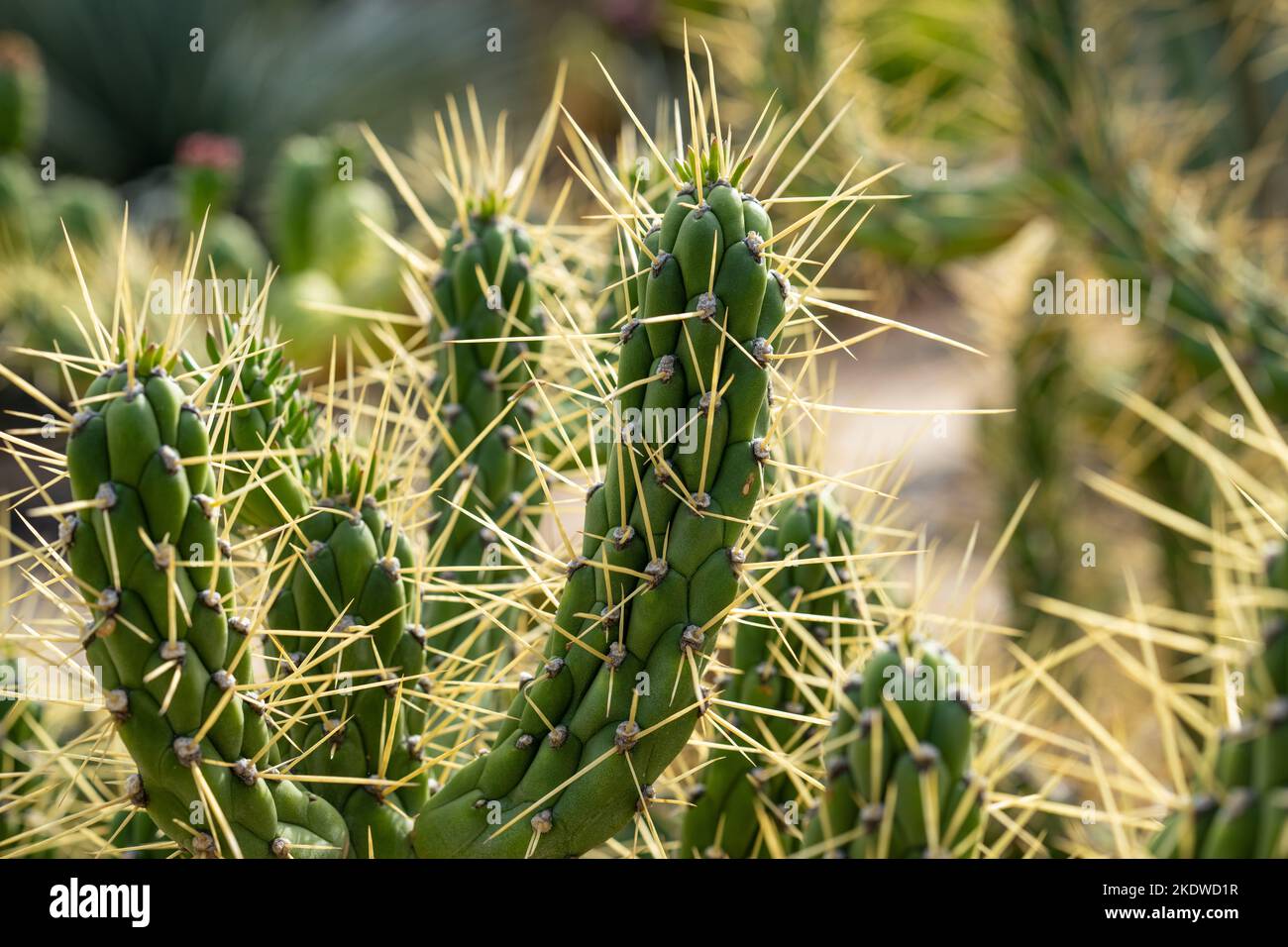 Cactus Garden nel tardo pomeriggio in autunno | California Foto Stock