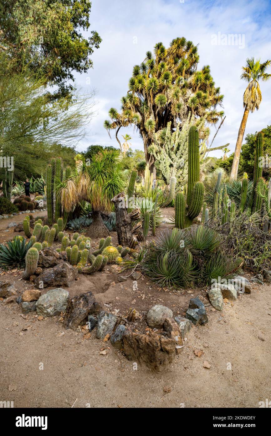 Cactus Garden nel tardo pomeriggio in autunno | California Foto Stock