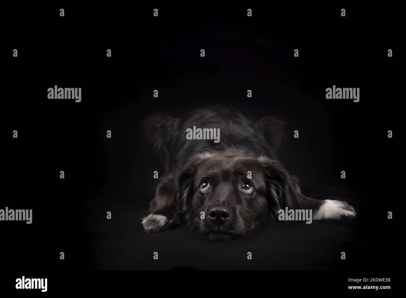 Giacente Border-Collie-Mongrel Foto Stock