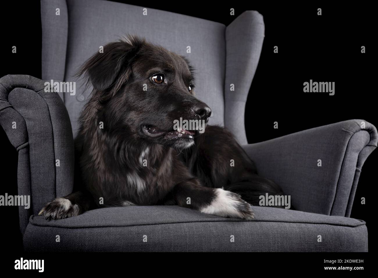 Giacente Border-Collie-Mongrel Foto Stock