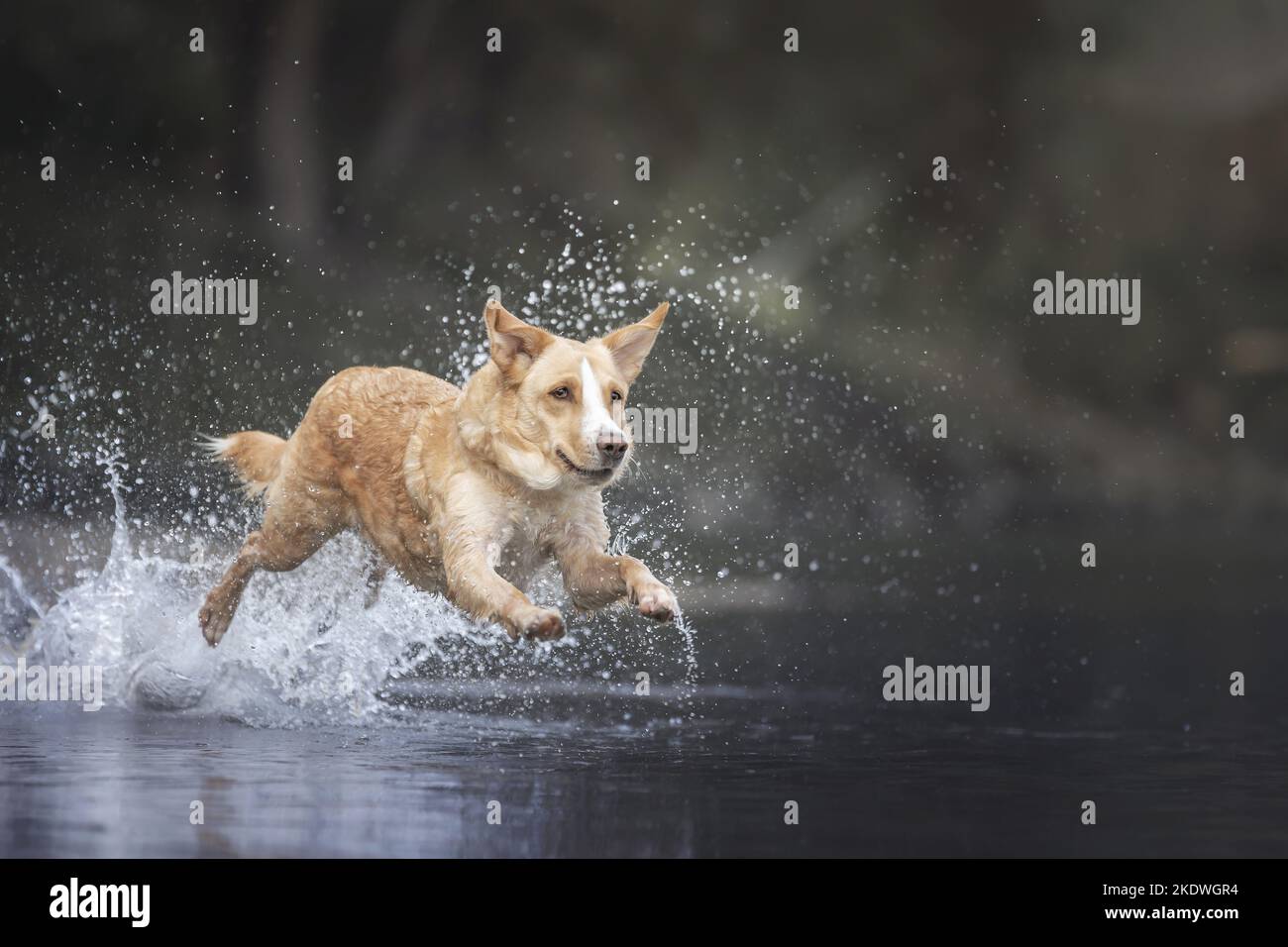 Salto Australian-Shepherd-Labrador-Retriever Foto Stock