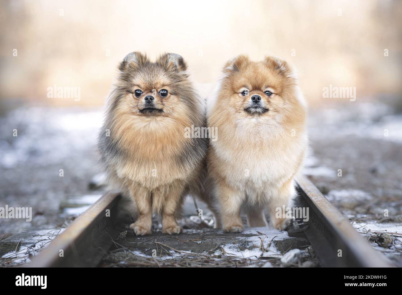 2 Pomerani Foto Stock