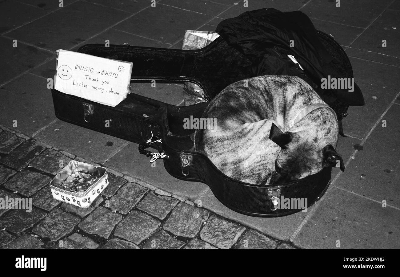 STRASBURGO, FRANCIA - 20 DICEMBRE 2015: Musicisti di strada al mercatino di Natale a Strasburgo. Cane che posa in caso di chitarra del suo proprietario vicino a scatola di donazione (. Foto Stock