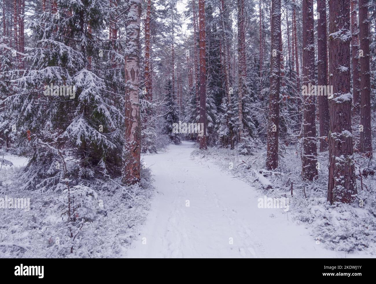 Phote di bella foresta invernale alla luce del sole del mattino Foto Stock