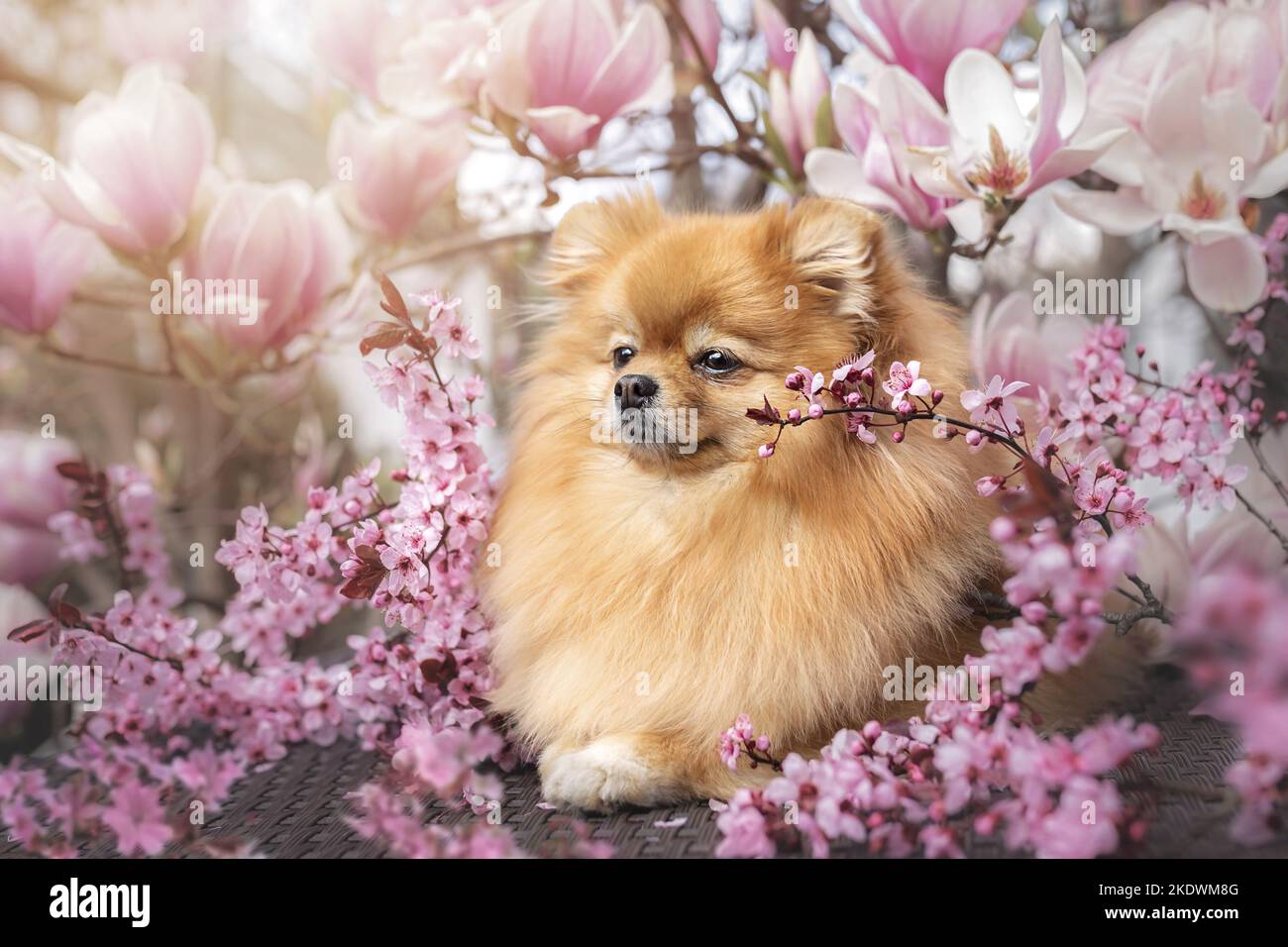 Pomeranian in primavera Foto Stock