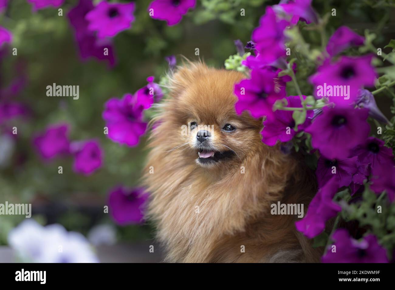 Pomeranian in estate Foto Stock