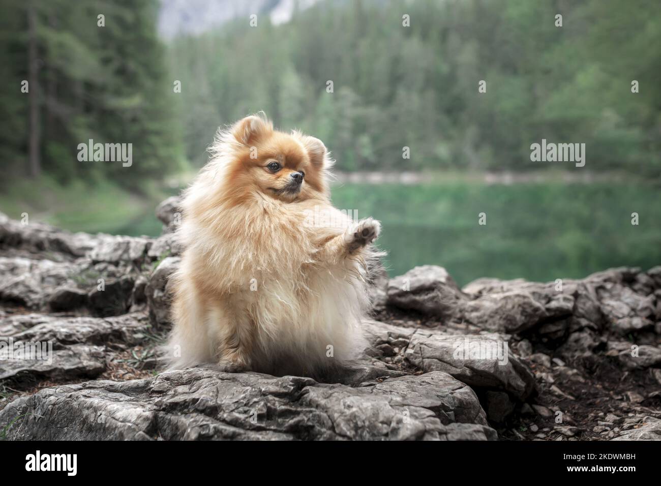 Pomeranian in estate Foto Stock