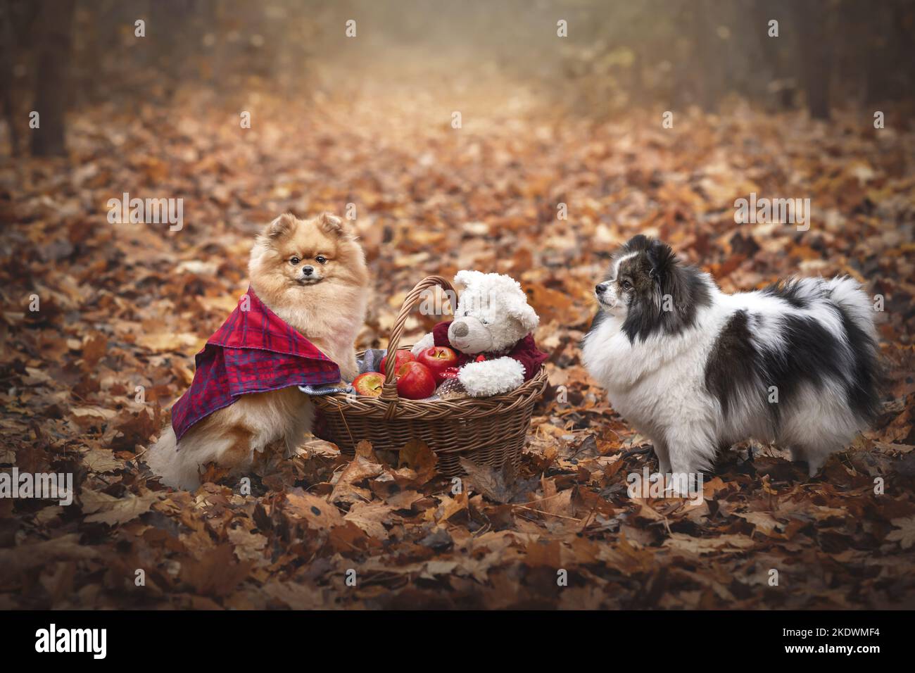 2 cani Foto Stock