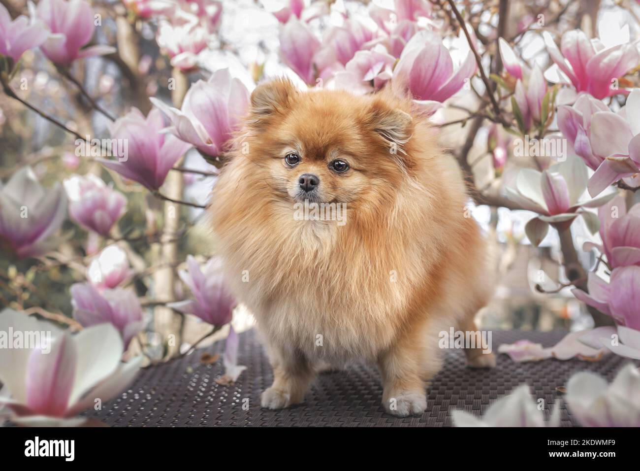 Pomeranian in primavera Foto Stock
