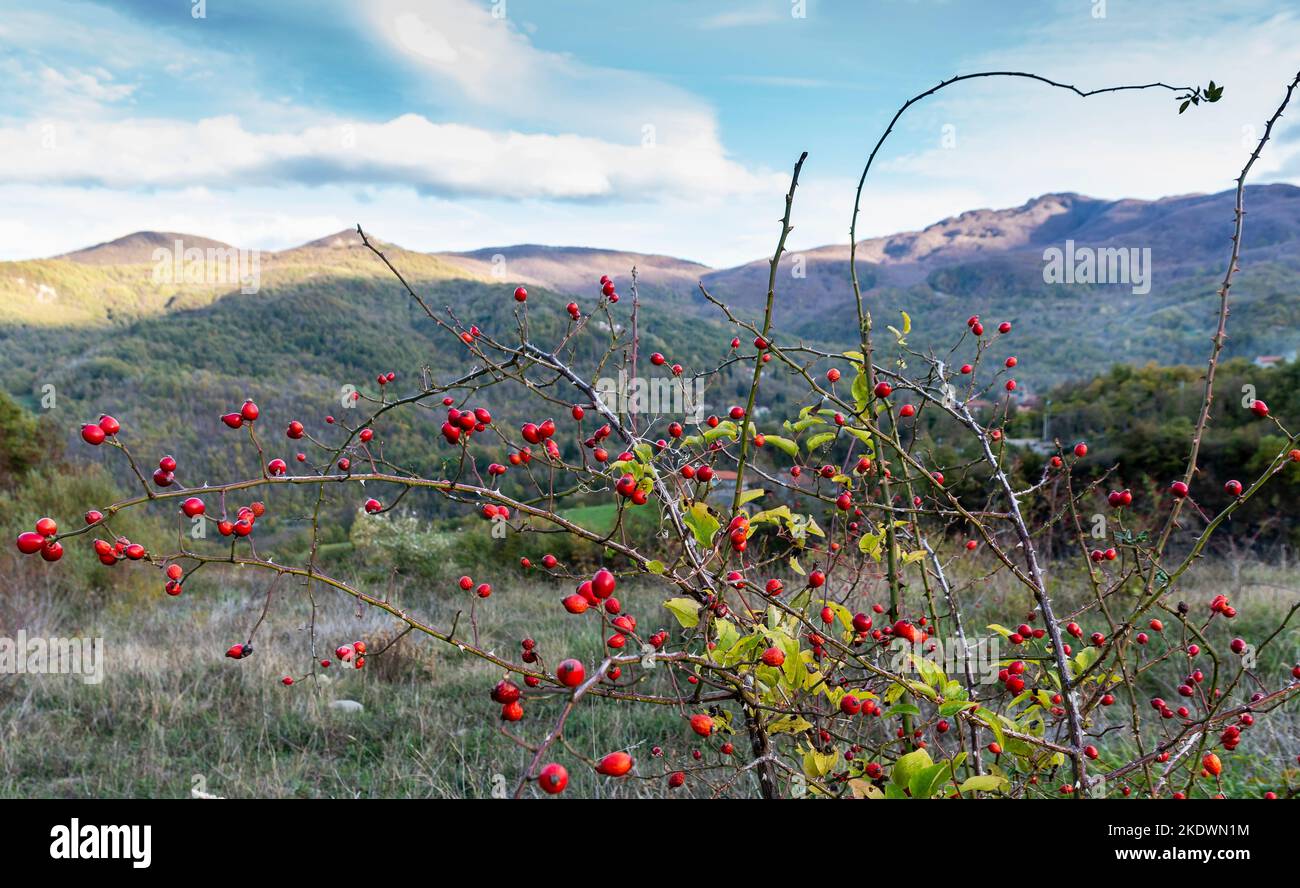 Appennino toscano-emiliano, pianta agrifoglio in primo piano. Berceto, Parma. Foto Stock