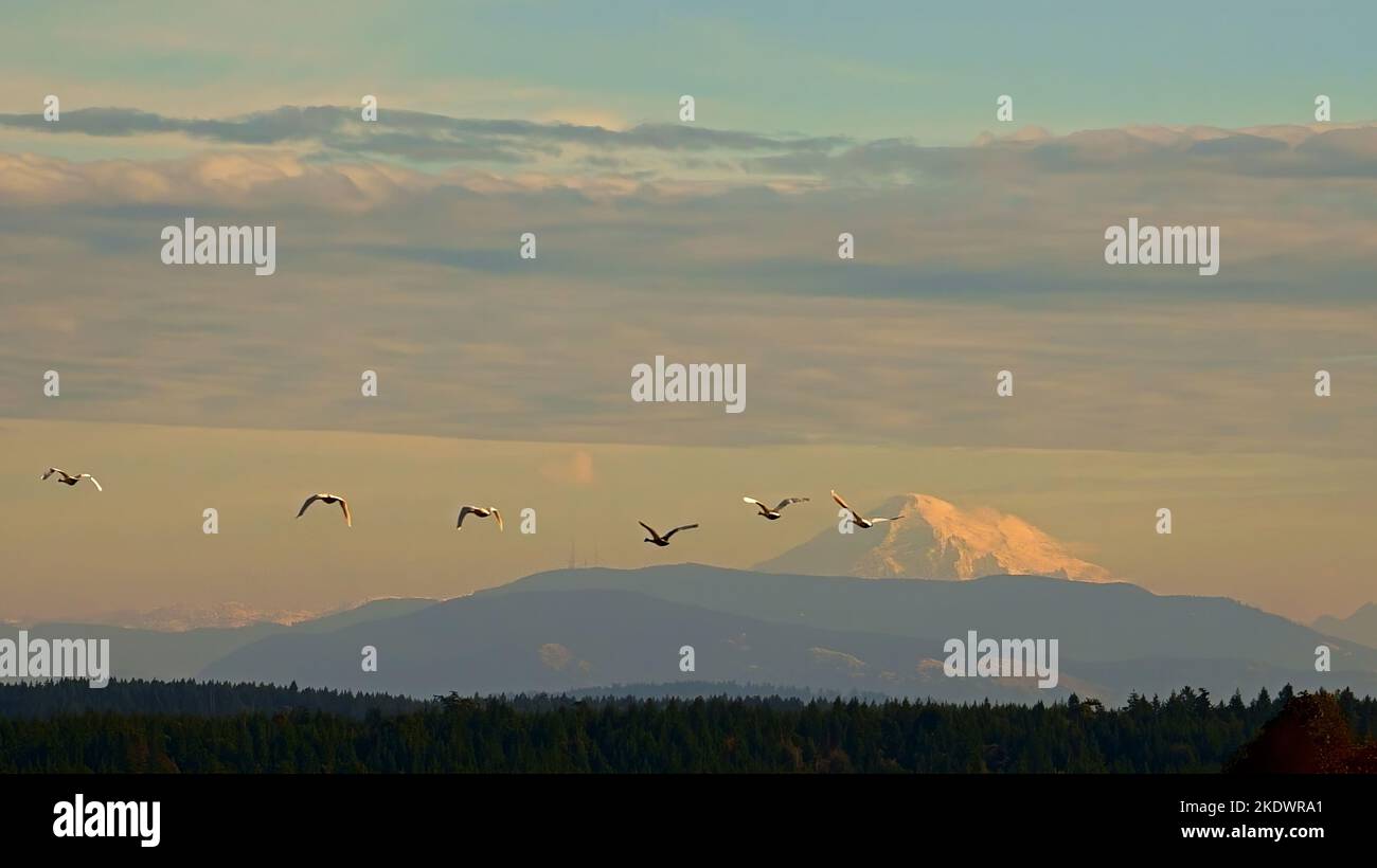 Volo di cigni attraversare Mt. Baker. Foto Stock