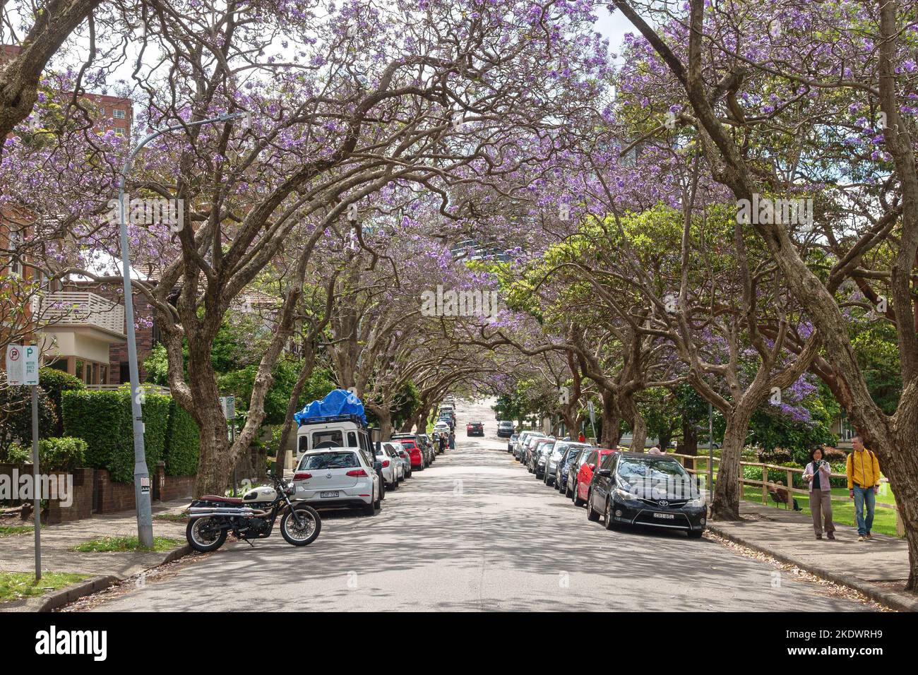 Jacaranda alberi in McDougall Street a Kirribilli, Sydney, Australia Foto Stock