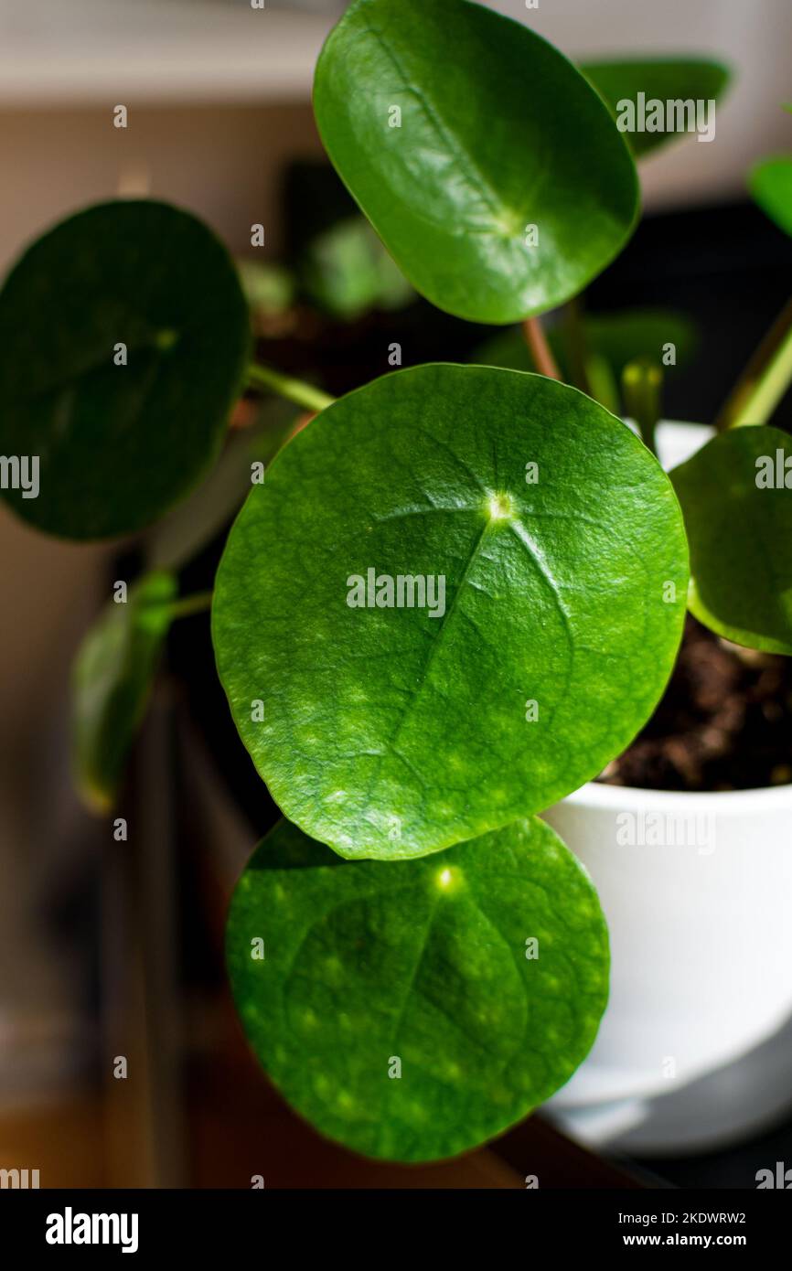 Impianto monetario cinese (pilea peperomioides) che forma attraenti rosette verdi. Foto Stock