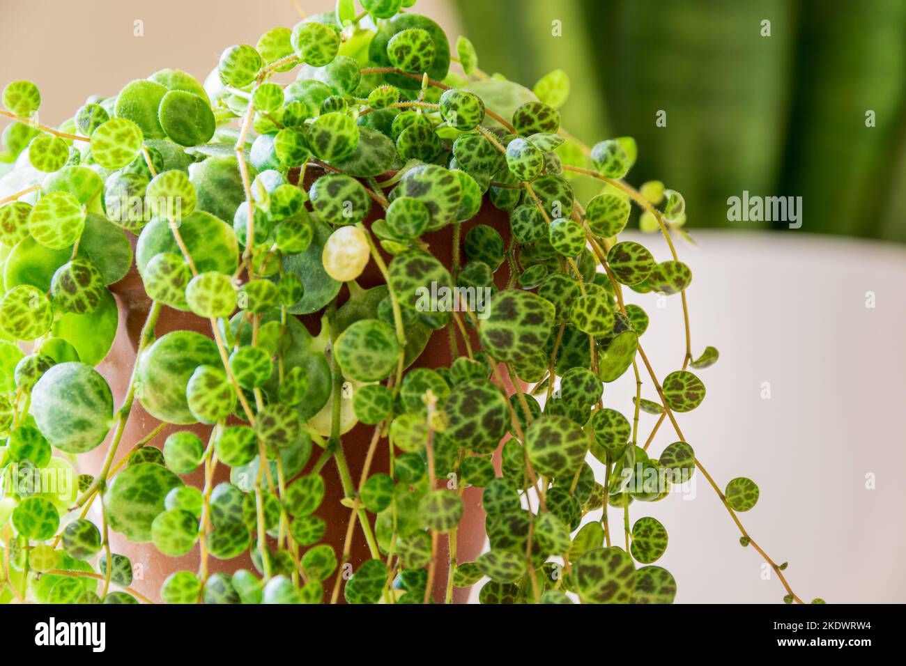 Peperomia prostrata aka 'string of turtles' su sfondo bianco. Foglie datty modellate peperomia pianta domestica trainata in un appartamento moderno. Foto Stock