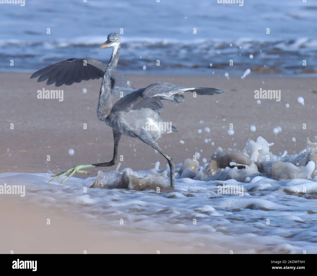Western reef egret uccello diffusione ala sulla spiaggia, madhavpur, india. Egretta gularis. Uccello sulla spiaggia. Uccello grigio. Sfondo uccello, carta da parati. Foto Stock