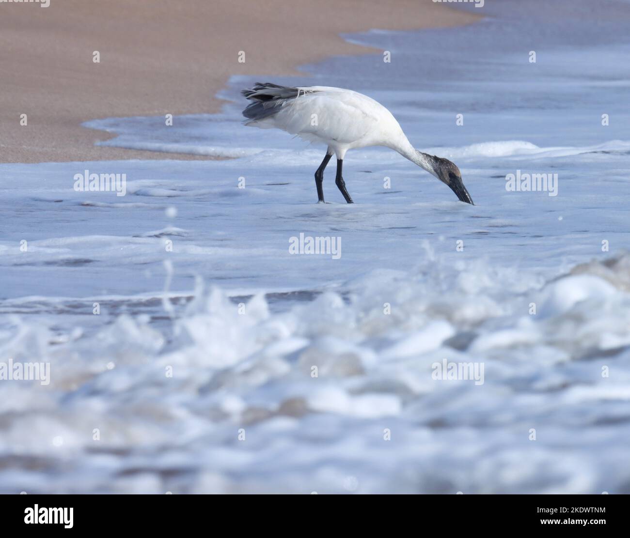 Ibis bianco nell'acqua dell'oceano, madhavpur, india. ibis orientale bianco o ibis con testa nera. Threskiornis melanocephalus. Uccelli acquatici. Uccelli acquatici. Foto Stock