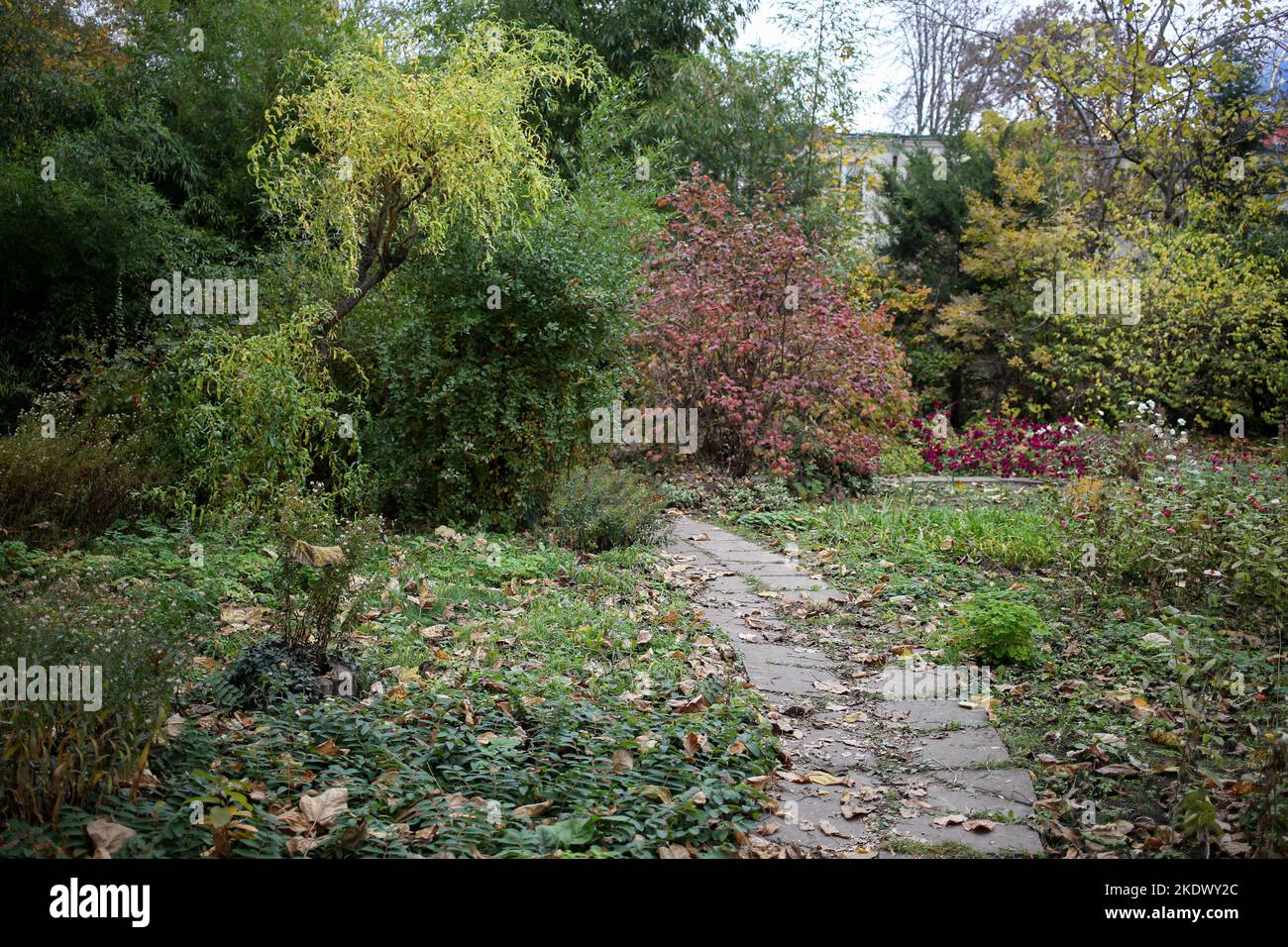 Odessa, Ucraina. 5th Nov 2022. I colori del fogliame autunnale sono visibili nel Giardino Botanico sul Boulevard francese. Giardino Botanico dell'Università Nazionale di Odessa, che prende il nome da Ilya Mechnikov. Sul territorio del giardino si presentano più di 3.000 tipologie di spazi verdi con una superficie di circa 16 ettari. Il giardino è una suddivisione educativa della Facoltà di Biologia dell'Università, sulla base dei diplomi e delle relazioni terminologiche sono svolte annualmente, il personale scientifico del giardino partecipa al processo educativo.nel 1963, il giardino botanico è stato dato lo status di parco-monumento Foto Stock