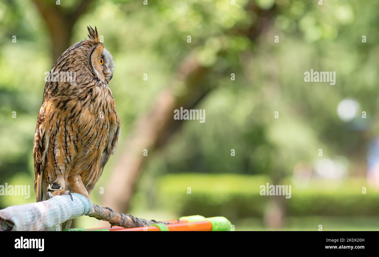 vista di un uccello, un gufo seduto su un straccio persico in un parco cittadino Foto Stock