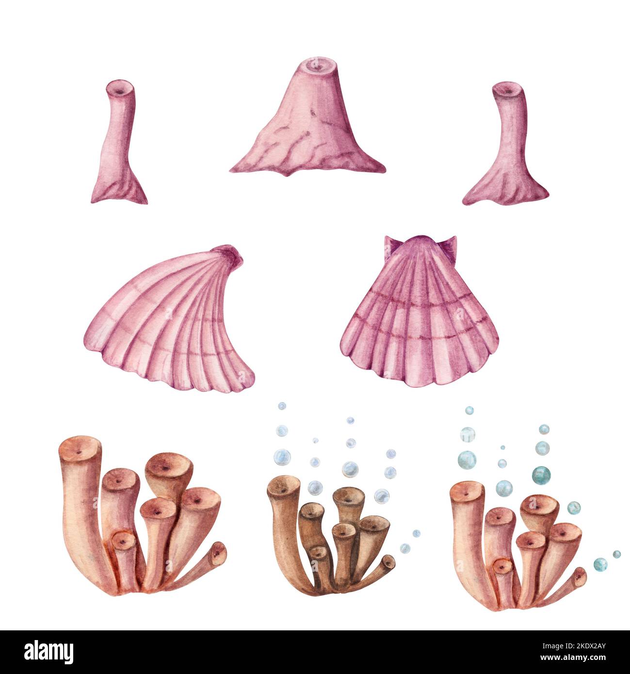 Illustrazione del colore dell'acqua del set Seashell. Acquerello conchiglie di mare disegnate a mano isolate su sfondo bianco. Marine Print per biglietti d'auguri, sfondi Foto Stock