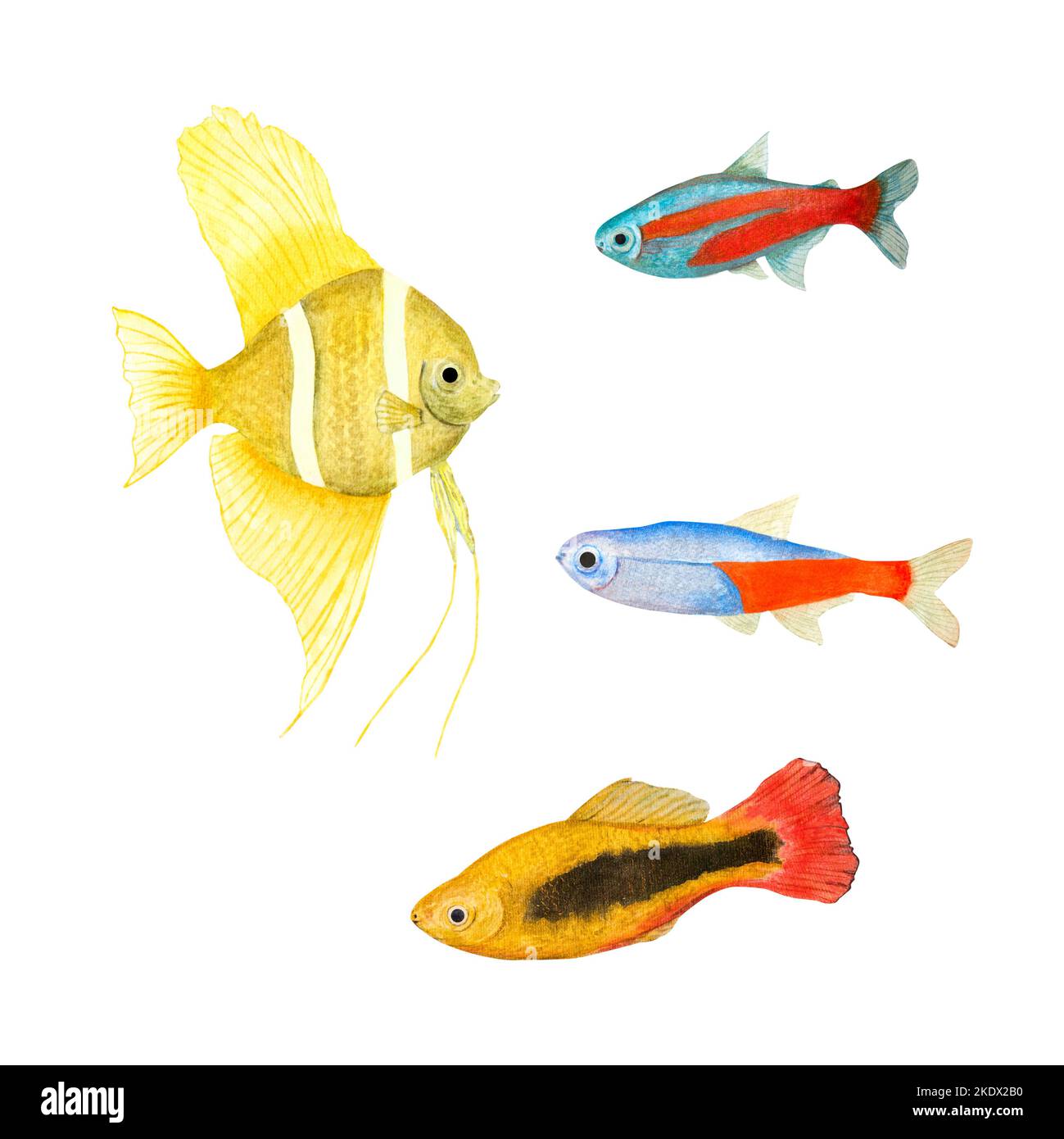 Un insieme di pesci tropicali, in uno stile acquerello isolato su sfondo bianco. Pesce angelo, pesce tetra al neon per striscioni, poster, stampa, cartoline, tessuti Foto Stock