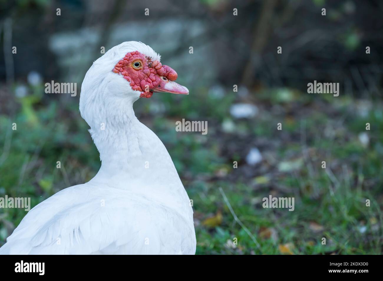 Ritratto di una bella anatra mallardo Foto Stock
