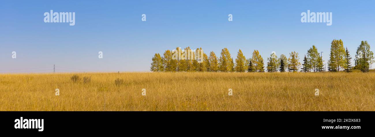 Linea di alberi contro il cielo blu in autunno Foto Stock