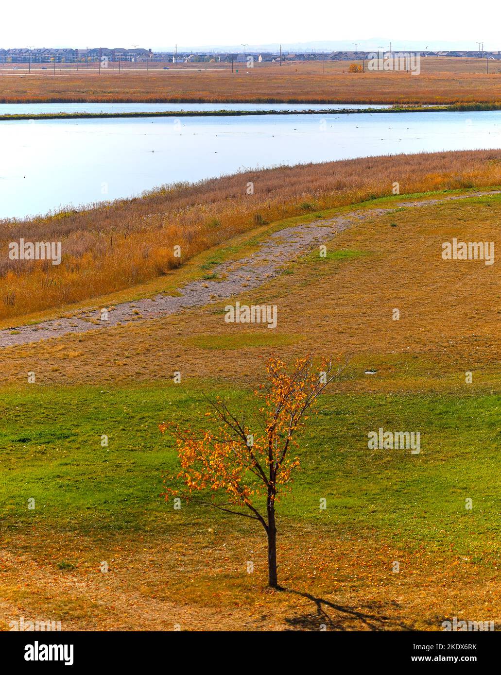 Lone albero in autunno contro il campo giallo. Foto Stock