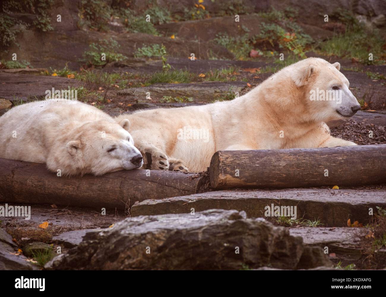 Berlino, Germania. 08th Nov 2022. L'orso polare Tonja (r.) e la figlia Hertha hanno ridimensionato le loro attività al Tierpark Berlin in linea con la stagione. In inverno, gli orsi polari femminili si preparano naturalmente all'ibernazione e normalmente si ritirano nella cosiddetta scatola di lettiera. Credit: Paul Zinken/dpa/Alamy Live News Foto Stock
