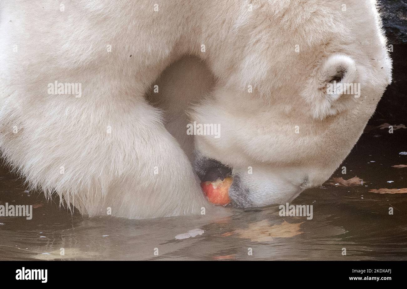 Berlino, Germania. 08th Nov 2022. L'orso polare Tonja pesca una mela dall'acqua con la bocca al Tierpark Berlin. Secondo la stagione, gli orsi polari femminili riducono le loro attività. Verso l'inverno, gli orsi polari femminili si preparano naturalmente all'ibernazione e poi normalmente si ritirano nella cosiddetta scatola di lettiera. Credit: Paul Zinken/dpa/Alamy Live News Foto Stock
