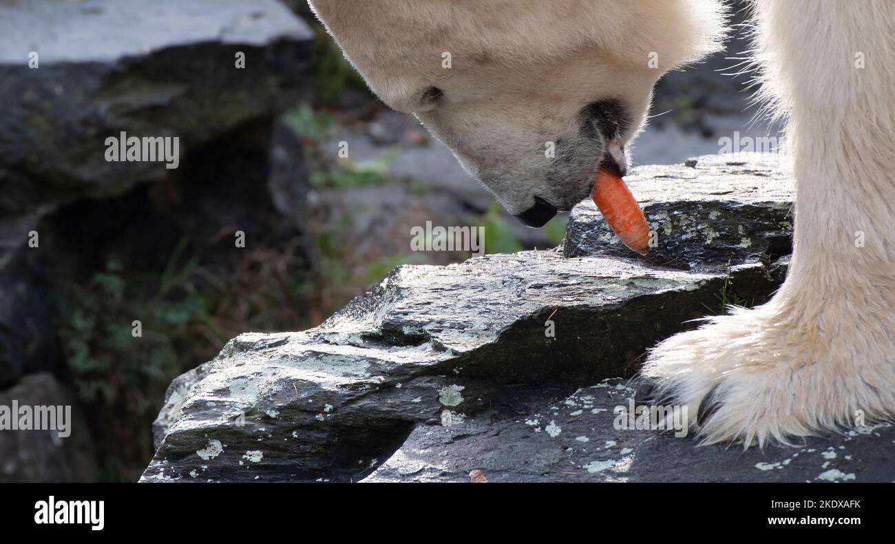 Berlino, Germania. 08th Nov 2022. L'orso polare Hertha gode di una carota nello Zoo di Berlino. Secondo la stagione, gli orsi polari femminili riducono le loro attività. Verso l'inverno, gli orsi polari femminili si preparano naturalmente all'ibernazione, poi normalmente si ritirano nella cosiddetta scatola di lettiera. Credit: Paul Zinken/dpa/Alamy Live News Foto Stock