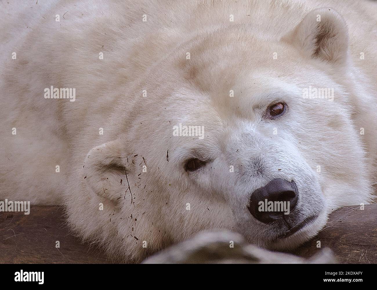 Berlino, Germania. 08th Nov 2022. L'orso polare Hertha si trova pigro nel suo recinto a Tierpark Berlin. Secondo la stagione, gli orsi polari femminili riducono le loro attività. Verso l'inverno, gli orsi polari femminili si preparano naturalmente all'ibernazione e poi normalmente si ritirano nella cosiddetta scatola di lettiera. Credit: Paul Zinken/dpa/Alamy Live News Foto Stock
