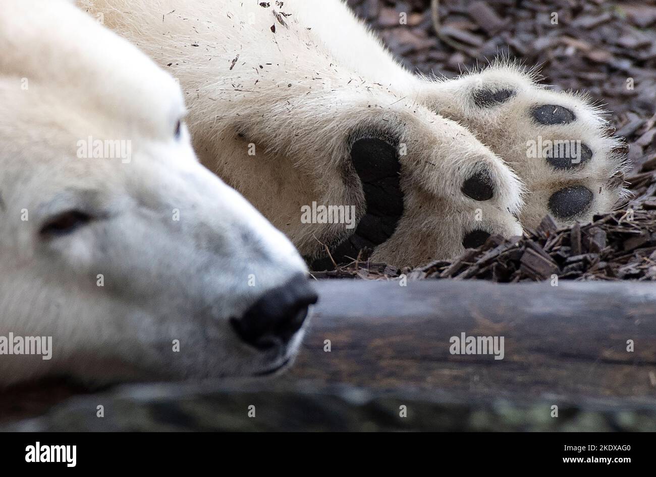 Berlino, Germania. 08th Nov 2022. L'orso polare Hertha si trova pigro nel suo recinto a Tierpark Berlin. Secondo la stagione, gli orsi polari femminili riducono le loro attività. Verso l'inverno, gli orsi polari femminili si preparano naturalmente all'ibernazione e poi normalmente si ritirano nella cosiddetta scatola di lettiera. Credit: Paul Zinken/dpa/Alamy Live News Foto Stock