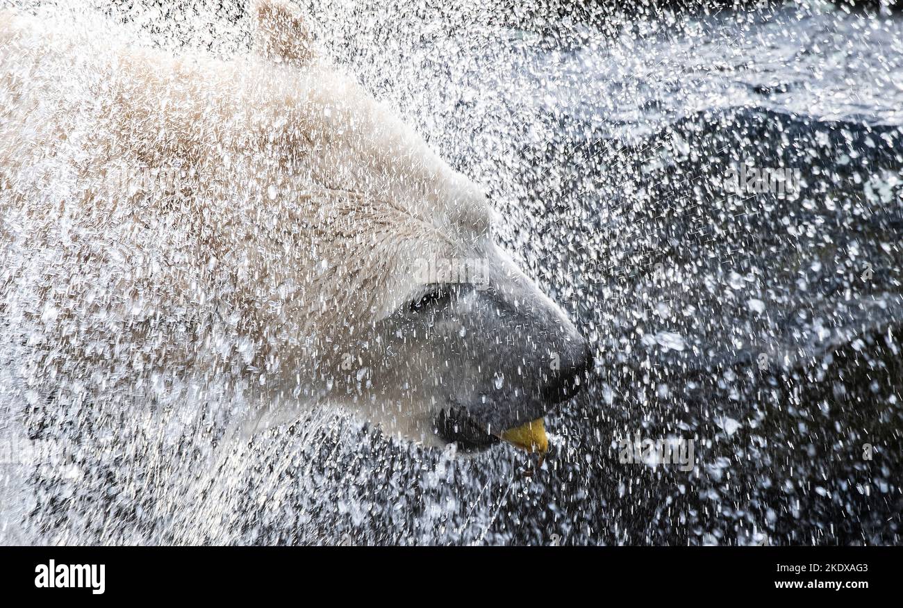 Berlino, Germania. 08th Nov 2022. L'orso polare Tonja si scuote dopo un bagno mentre tiene una carota in bocca al Tierpark Berlin. In linea con la stagione, gli orsi polari femminili snodano le loro attività. Verso l'inverno, gli orsi polari femminili si preparano naturalmente all'ibernazione, poi normalmente si ritirano nella cosiddetta scatola di lettiera. Credit: Paul Zinken/dpa/Alamy Live News Foto Stock