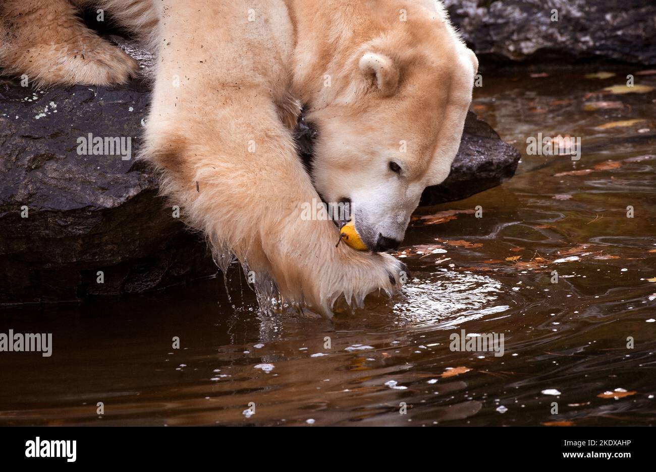 Berlino, Germania. 08th Nov 2022. L'orso polare Tonja pesca una pera dall'acqua con la bocca al Tierpark Berlin. Secondo la stagione, gli orsi polari femminili riducono le loro attività. Verso l'inverno, gli orsi polari femminili si preparano naturalmente all'ibernazione e poi normalmente si ritirano nella cosiddetta scatola di lettiera. Credit: Paul Zinken/dpa/Alamy Live News Foto Stock