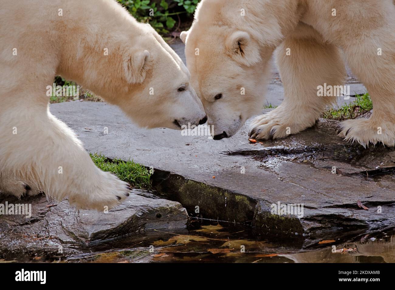 Berlino, Germania. 08th Nov 2022. L'orso polare Tonja (r.) e la figlia Hertha coccole nello Zoo di Berlino. Secondo la stagione, gli orsi polari femminili riducono le loro attività. Verso l'inverno, gli orsi polari femminili si preparano naturalmente all'ibernazione e poi normalmente si ritirano nella cosiddetta scatola di lettiera. Credit: Paul Zinken/dpa/Alamy Live News Foto Stock